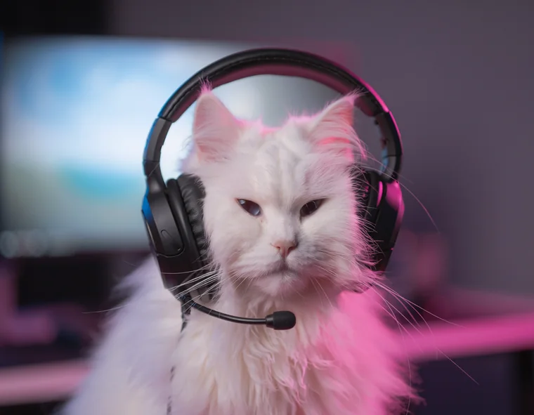 Guest camera: a viewer who joined the broadcast